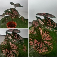 CALADIUM RED FLASH -ZKG(OD 30643)