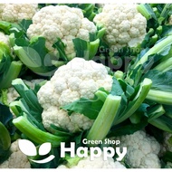 VEGETABLE - CAULIFLOWER SEEDS - White Cauliflower Beta - 20 seeds