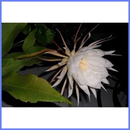 ◧ ♞ ۞ queen of the night cactus plant