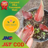 TANAMAN HIAS KELADI/KELADI KERIS MERAH(tanaman hias import/keladi