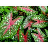 Pokok Keladi Viral / Anak Pokok / Keladi Caladium Red Star