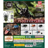 GASHAPON 獨角仙 甲蟲扭蛋 環保扭蛋 昆蟲圖鑑超擬真 06