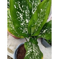 keladi caladium rare hiasan indoor / outdoor