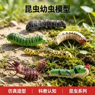 Children Simulation Insect Animal Series Science Educational Cognitive Moth Larvae Jade Beetle Larva