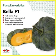 ☾ ♆ ◲ BELLA F1 (100GRAMS OR 840 SEEDS) HYBRID CALABASA BY EAST WEST SEEDS