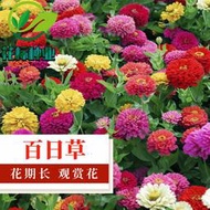 【多西多】百日草花種子觀賞綠化室外庭院陽臺景觀花海花期長百日菊花草種籽