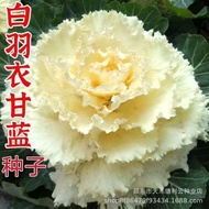 White Kale Seeds Edible Ornamental White Kale Seeds Kale Seeds Farm Vegetable Garden Kale Vegetable 
