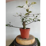 #Bonsai jeliti#植物#水梅盆栽#Pokok hidup#