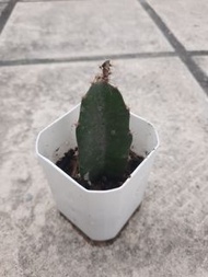 紅肉火龍果 (堆肥種植)