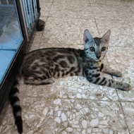 kucing bengal anakan