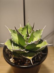 076 寶珠  龍舌蘭 植物 嚴龍 Agave Plant 塊根 多肉