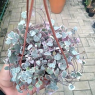 Tanaman Hias String Of Heart Variegata Rimbun Pot Gantung