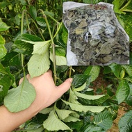 Daun Pecah Beling Dried Black Face General Herb 黑面将军叶 Tradisional Herba Daun Pecah Kaca
