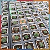 Fruncata Cooperi Mini กุหลาบหินนำเข้า ไม้อวบน้ำ Live Succulent Plant สินค้ามีจำนวนจำกัด