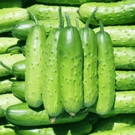 20seeds Four-Season Fruit Cucumber, High-Yield Gherkin For Ground Planting And Balcony Pot Cultivati