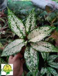 Aglaonema Snow White with FREE plastic pot, pebbles and garden soil (Rare Plant and Limited Stock)