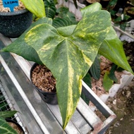 anthurium pterodactyl variegata - 01 - rky