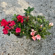 🔥INDOOR🔥 AZALEA FLOWER PLANT / Rhododendron Indicum / Live Plants