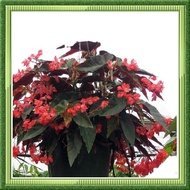 HSM Tanaman Hias Begonia Coccinea scarlet Begonia -begonia Clasic