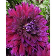 AUTHENTIC DINNERPLATE DAHLIA 1 BULB JENNIFERS WEDDING