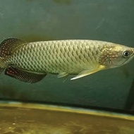 ikan arwana irian/jardini 27-28 cm