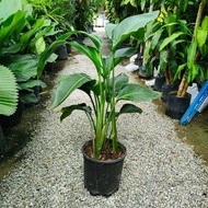 90s Greenovation live plant Bird of Paradise Nicolai 天堂鸟 P240 (Big)