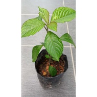 黑面将军小苗/  Anak pokok pecah kaca / Black face general ( Strobilanthes crispus ) seedling in polibeg