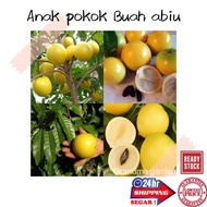 (GG real plant) anak pokok buah abiu ^ pouteria caimito cepat berbuah hybrid abeo abiyu golden fruit tree fruit sapling