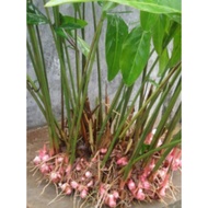Rizom Pokok Lengkuas Berakar - 2 Batang
