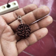 Jenitri rudraksha mukhi 7 necklace