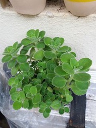 圓葉碰碰香 小盆栽