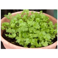 coriander       seed