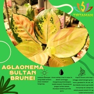 Miliki Aglonema Sultan Brunei / Aglaonema Sp Kuning Emas