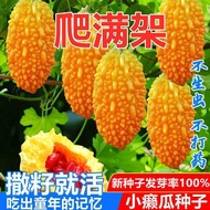 Xiaose Melon Seeds Lai Grape Golden Suzuko Small Melon Golden Bitter Melon Seeds Original Four Seaso