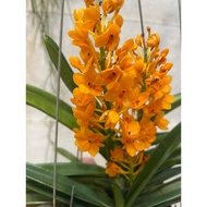H2O - Orchid Miniatum Live Plant
