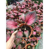 HN Caladium Thailand Double Leaf🔥Keladi Thai🔥Pokok Bunga Hidup