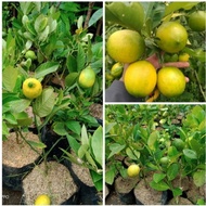 Bibit tanaman buah jeruk lemon California