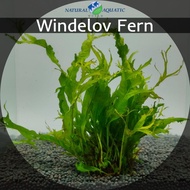 Windelov Fern (Nephrolepis exaltata 'Windelov') - Aquatic Plants