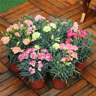 LOCAL READY STOCK 200pcs/bag Carnation Seeds Balcony Potted Courtyard Garden Plants Flower Seeds Home Decor Flower Seeds Vegetable Biji Benih Pokok Bunga Indoor Plants Real Live Bonsai Tree Live Real Benih Sayur Sayuran