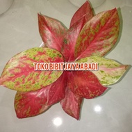 [Dijual] bibit tanaman hias bunga aglonema red marun super merah