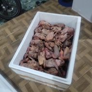 burung dara fresh and frozen