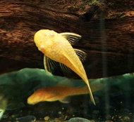 Albino Short Fin Bristlenose Pleco fish 2 piece