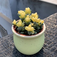 [12Ten Thousand People Praise]Antlers Begonia Brocade Succulent Plant Cute Meat Desktop Balcony Gree