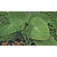 KELADI TELINGA GAJAH_ ELEPHANT EAR GIANT_ COLOCASIA GIGANTEA