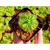 [Bunface Potato Carnivorous Plants] Drosera Burmannii- Sundews