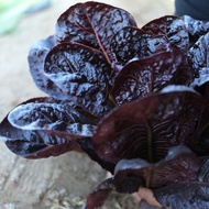 Coffee Aromatic Wheat Seeds Lettuce Seeds Seeds Creamy Vegetables Vegetables Four Seasons Vegetables