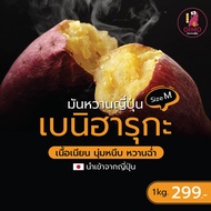 OIMO โออิโมะมันหวานญี่ปุ่นพันธุ์เบนิฮารุกะ Beniharuka sweet potato Size M 1 kg