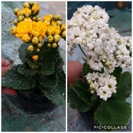 KALANCHOE HYBRID / NON HYBRID