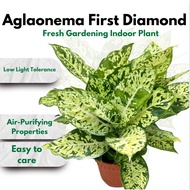 [Local Seller] Aglaonema First Diamond翡翠万年青- Fresh gardening indoor plant