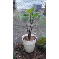 Tea Cup Colocasia...